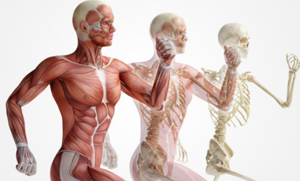 l'ozonoterapia nei traumi sportivi la cura dei traumi sportivi con l'ossigeno-ozono terapia